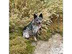 Australian Cattle Dog Puppy for sale in San Diego, CA, USA