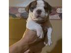 Mutt Puppy for sale in Waterbury, CT, USA