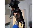 Cane Corso Puppy for sale in Pueblo, CO, USA