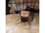 Pug Puppy for sale in Jacksonville, NC, USA