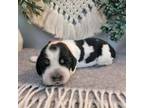 English Springer Spaniel Puppy for sale in Five Points, TN, USA