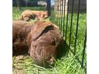 Chesapeake Bay Retriever Puppy for sale in Lake Mills, WI, USA