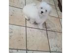 Maltese Puppy for sale in Effingham, IL, USA
