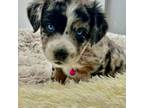 Aussiedoodle Puppy for sale in Adairsville, GA, USA
