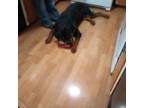 Rottweiler Puppy for sale in Salem, OH, USA