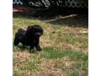 Cavapoo Puppy for sale in Dallas, GA, USA