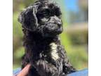 Cavapoo Puppy for sale in Dallas, GA, USA