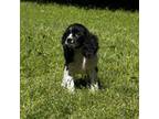 Cavalier King Charles Spaniel Puppy for sale in Dallas, GA, USA