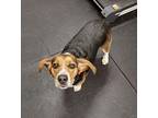 Oliver 40380 Beagle Adult Male