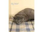 Big Beef Domestic Shorthair Young Male