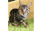 Pipers Piping Domestic Shorthair Adult Male