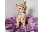 Granola Tabby Kitten Male