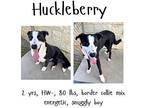 Huckleberry Border Collie Adult Male