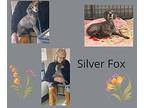 Silver Fox Poodle (Miniature) Adult Male