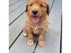 Golden Retriever Puppy for sale in Gridley, KS, USA