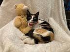 Catalina Domestic Shorthair Kitten Female