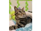 Wilma Domestic Shorthair Adult Female