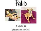 Pablo (1) American Pit Bull Terrier Young Male
