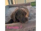 female cane corso