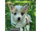 Pembroke Welsh Corgi Puppy for sale in Lexington, NC, USA