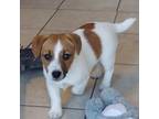 Parson Russell Terrier Puppy for sale in Aquasco, MD, USA