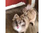 Pomeranian Puppy for sale in Polk, OH, USA