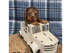 Dachshund Puppy for sale in Dora, MO, USA