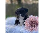 Shih-Poo Puppy for sale in Penn Yan, NY, USA