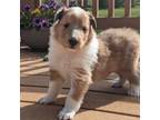 Bearded Collie Puppy for sale in Colorado Springs, CO, USA