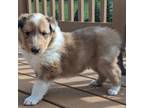 Bearded Collie Puppy for sale in Colorado Springs, CO, USA