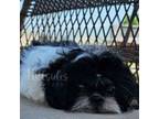 Shih Tzu Puppy for sale in Sanger, CA, USA