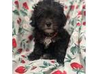 Shih-Poo Puppy for sale in Merritt Island, FL, USA