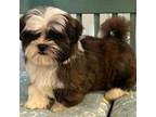 Zuchon Puppy for sale in Owenton, KY, USA
