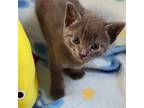 Moon (bonded w/ Sun) Domestic Shorthair Kitten Male
