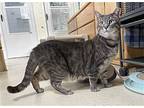 Flaubert, Domestic Shorthair For Adoption In Colorado Springs, Colorado