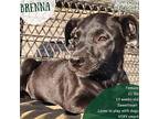Brenna, Labrador Retriever For Adoption In Hinesburg, Vermont