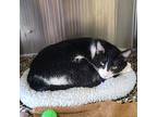 Spats, Domestic Shorthair For Adoption In Knoxville, Tennessee
