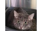 Bonnie-bella, Domestic Shorthair For Adoption In Knoxville, Tennessee