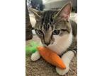 Jace, Domestic Shorthair For Adoption In Sussex, New Jersey