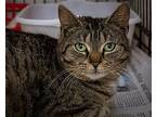 Purrfection (fcid# 04/17/2024 - 4 Trainer), Domestic Mediumhair For Adoption In