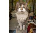 Ralphie: Dlh (fcid# 04/16/2024 - 12 Trainer), Domestic Longhair For Adoption In