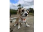 Benji, Terrier (unknown Type, Small) For Adoption In Escondido, California
