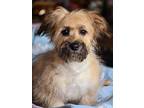 Baxter, Wheaten Terrier For Adoption In Escondido, California