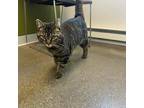Meatball, Domestic Shorthair For Adoption In Janesville, Wisconsin