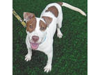 Edward, Terrier (unknown Type, Small) For Adoption In Slinger, Wisconsin