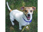 Sweetie, Jack Russell Terrier For Adoption In Slinger, Wisconsin