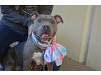 Shirley, American Staffordshire Terrier For Adoption In Mckinney, Texas