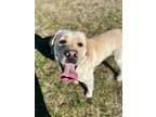 Bambam, Labrador Retriever For Adoption In Traverse City, Michigan