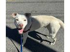 Tater, Terrier (unknown Type, Small) For Adoption In Gloucester, Massachusetts