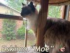 Eskimo “moe”, Ragdoll For Adoption In Douglasville, Georgia